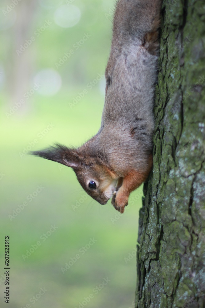 a close-up photo of a squirrel sittin on a tree and gnowing the bark in the park. Outdoor nature background.