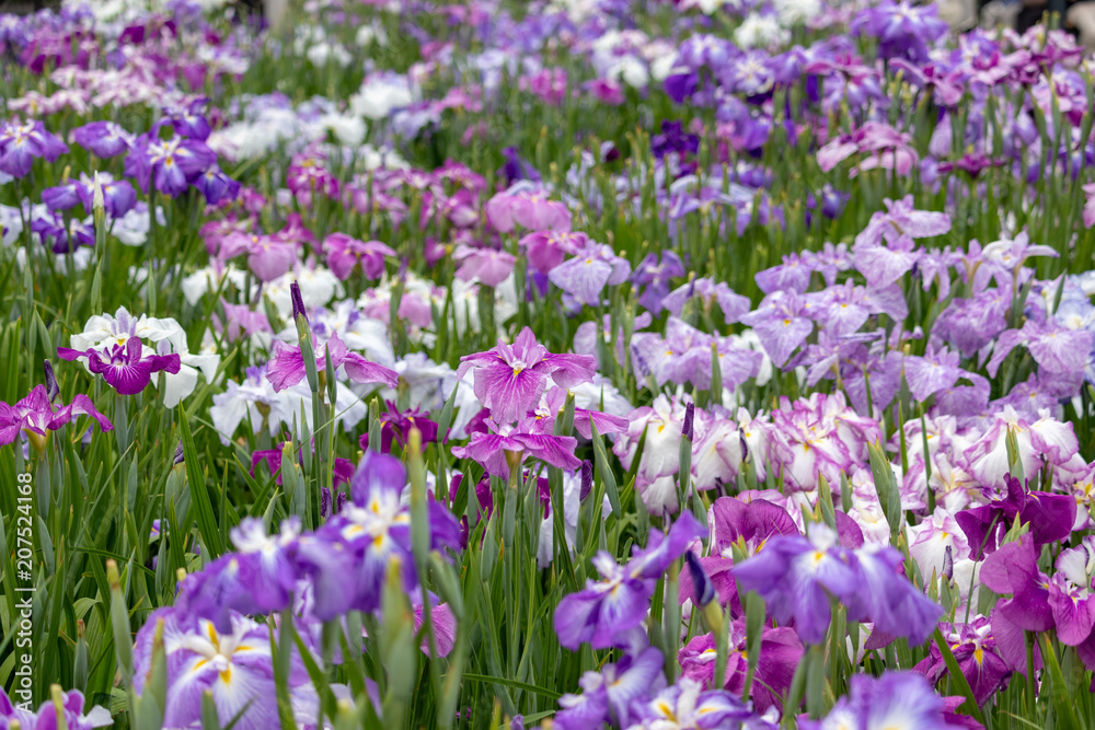 Irises in Horikiri iris garden / Horikiri iris garden is a garden free of admission fee located in Katsushika Ward, Tokyo, Japan Irises in Horikiri iris garden / Horikiri iris garden is a garden free of admission fee located in Katsushika Ward, Tokyo, Japan