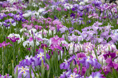 Irises in Horikiri iris garden   Horikiri iris garden is a garden free of admission fee located in Katsushika Ward  Tokyo  Japan