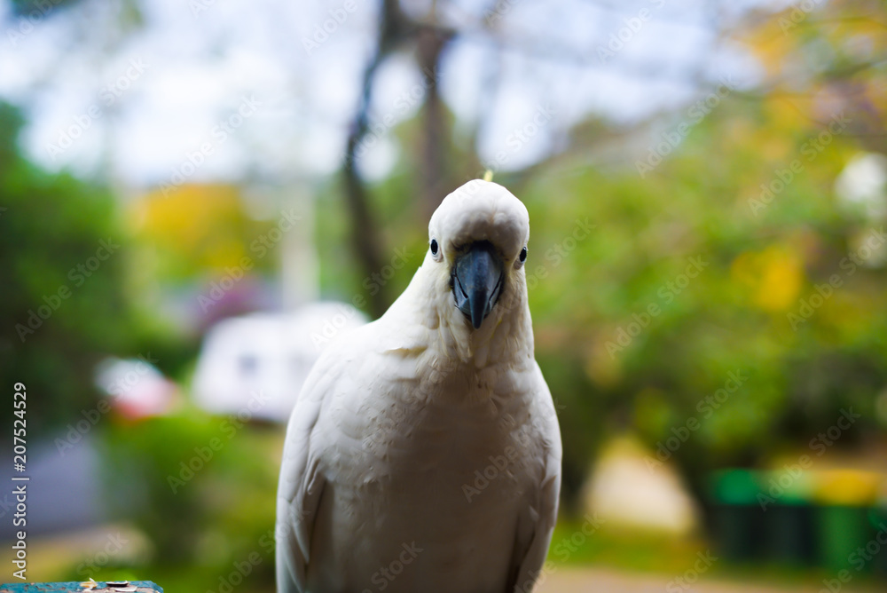 White yellow parrot cockatoo bird enjoying warm sunny weather and eating White yellow parrot cockatoo bird enjoying warm sunny weather and eating