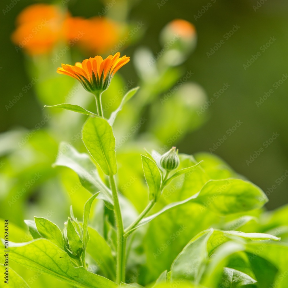 blooming beautiful flowers in the summer garden. blooming beautiful flowers in the summer garden.