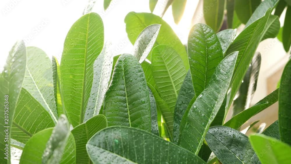 water rain drops on green leaf nature, beautiful sunrise in morning day scene water rain drops on green leaf nature, beautiful sunrise in morning day scene