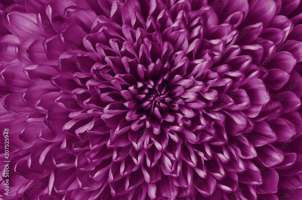 Chrysanthemum eggplant closeup. Macro. It can be used in website design and printing. Also good for designers.