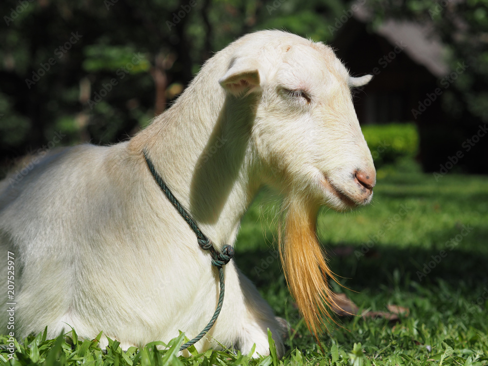 Obraz premium White Hornless Goat