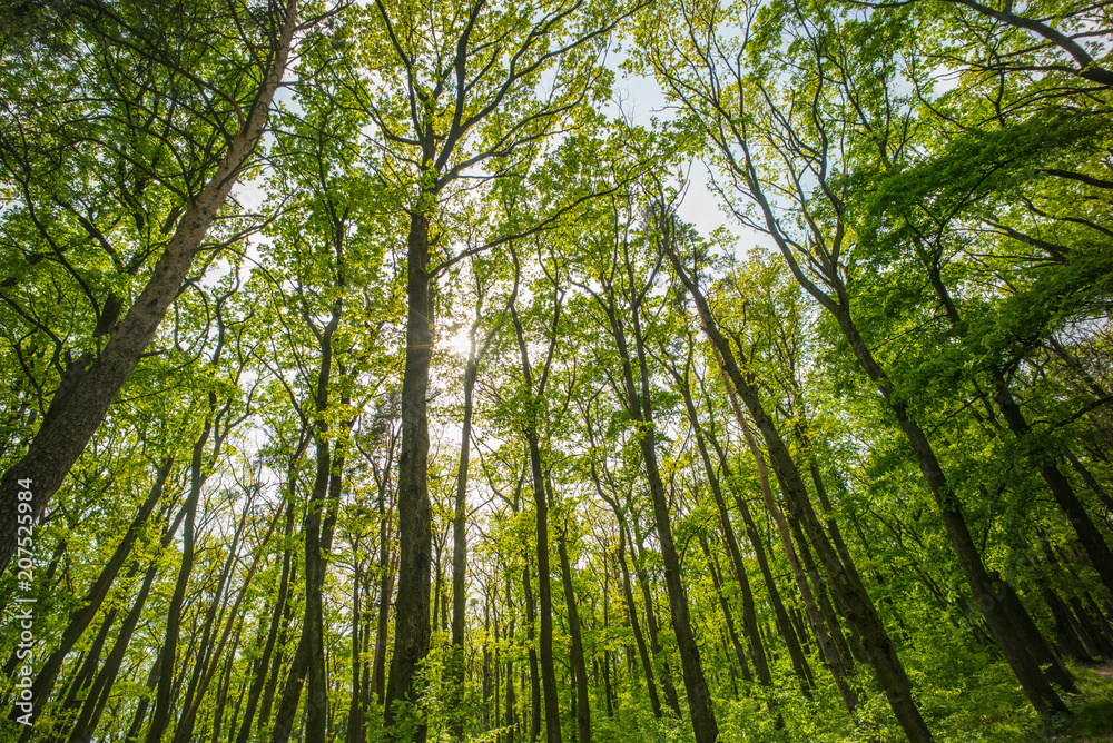 Tall trees with green leaves, bottom view. Woodland on sunny day. Summer forest landscape. Spring or summer nature. Wanderlust and vacation Tall trees with green leaves, bottom view. Woodland on sunny day. Summer forest landscape. Spring or summer nature. Wanderlust and vacation