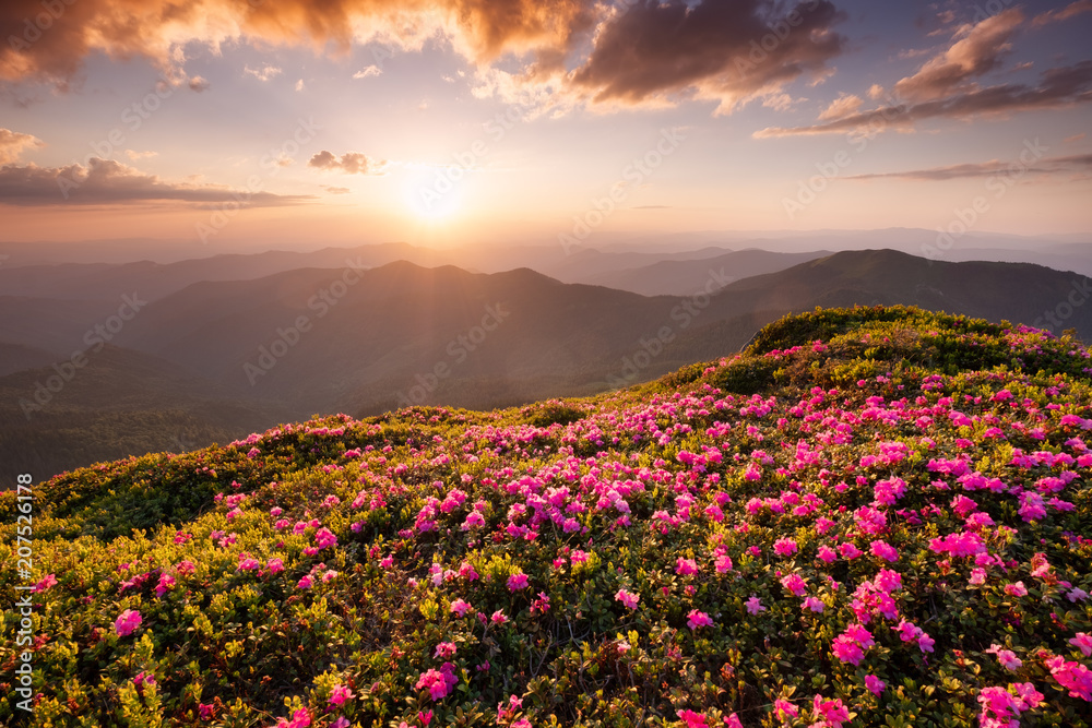 Obraz premium Mountains during flowers blossom and sunrise. Beautiful natural landscape at the summer time