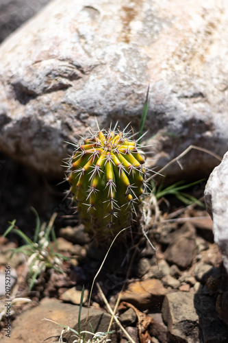 mini cactus