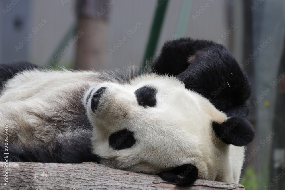 Naklejka premium Sleeping Giant Panda, Wolong, China