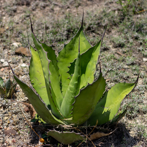 Maguey