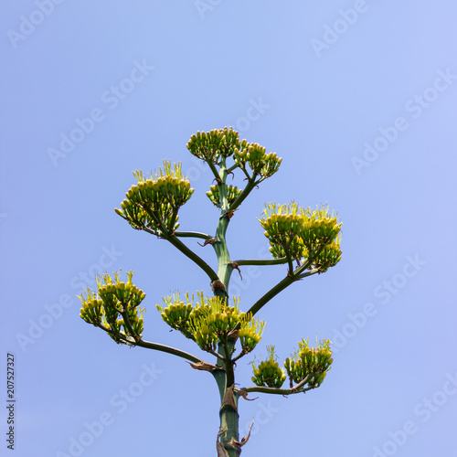 sky green quiote
