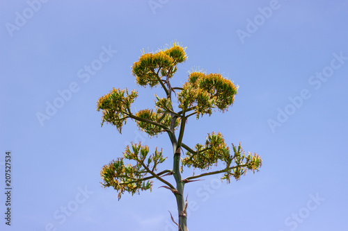 sky big quiote