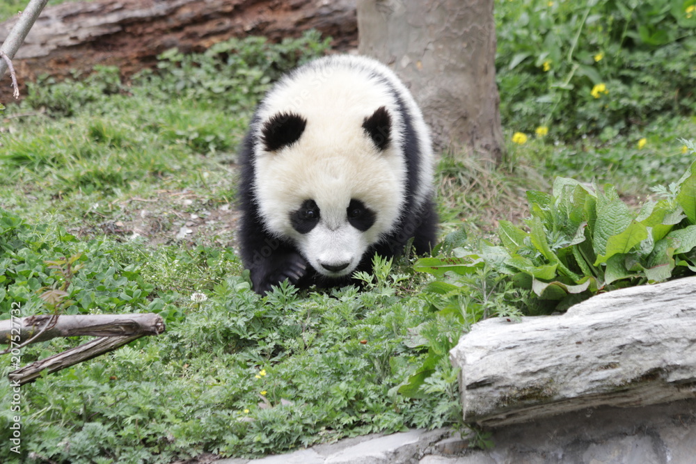 Fototapeta premium Closed-up Little Panda Cub walks on the Green Grass, Wolong, China