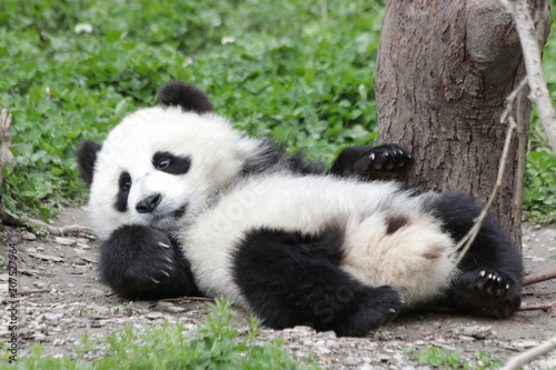 Fototapeta Naklejka Na Ścianę i Meble -  Little Panda Cub is Laying Down on the Green Grass, Wolong ,China