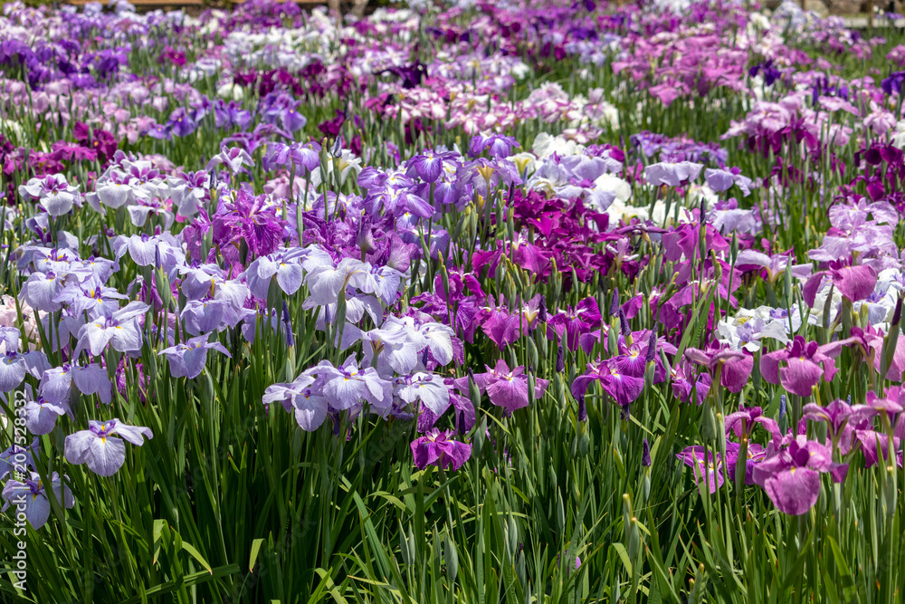 Irises in Horikiri iris garden / Horikiri iris garden is a garden free of admission fee located in Katsushika Ward, Tokyo, Japan Irises in Horikiri iris garden / Horikiri iris garden is a garden free of admission fee located in Katsushika Ward, Tokyo, Japan