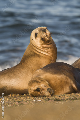 Mother and baby sea lion  Patagonia