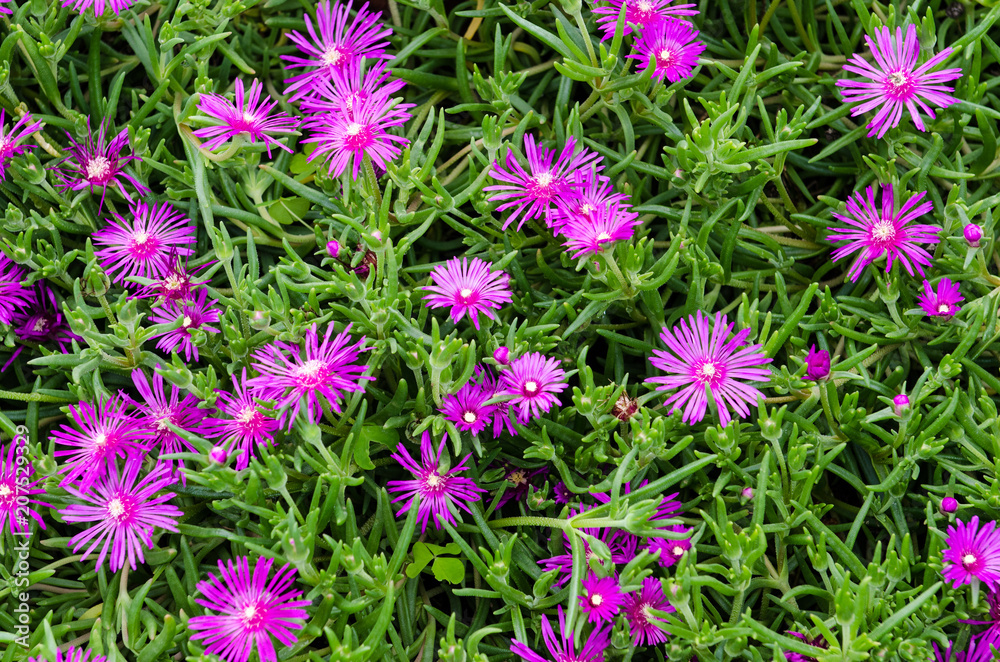 the colors of the flowers bring joy in spring, particular purple flowers of a plant suitable for rock garden borders and the colors of the flowers bring joy in spring the colors of the flowers bring joy in spring, particular purple flowers of a plant suitable for rock garden borders and the colors of the flowers bring joy in spring