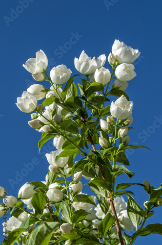 Summer White Blooms 1