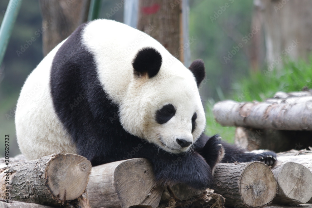 Obraz premium Sleeping Panda on the Wood Structure, China