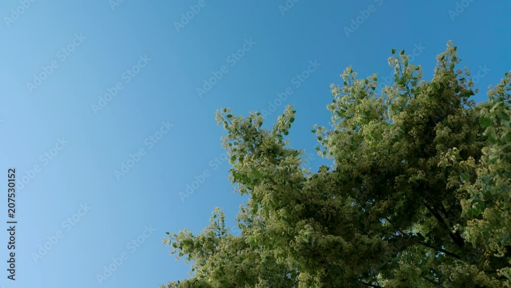 Long shot of flowering linden tree crown. Blue sky on the background. Bumblebees pollinate a tree. Long shot of flowering linden tree crown. Blue sky on the background. Bumblebees pollinate a tree.