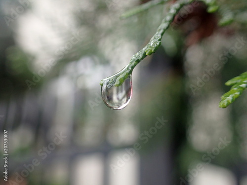 A raindrop on the fir-needle