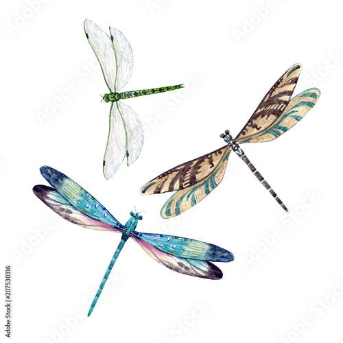 Watercolor dragonfly set photo