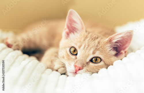 Fototapeta Naklejka Na Ścianę i Meble -  redhead kitten on a white blanket, pet, yellow eyes