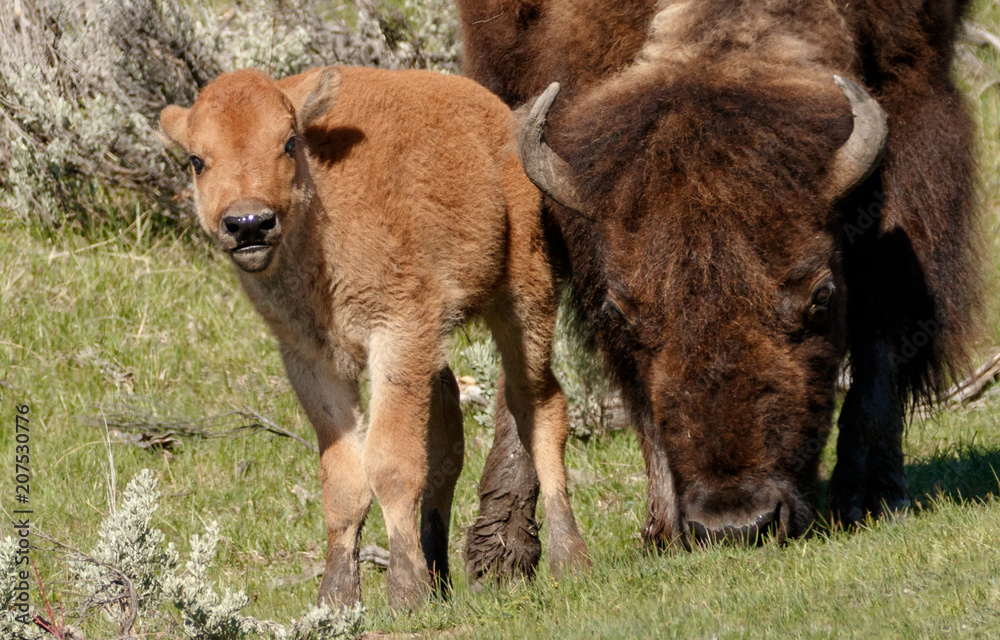 Baby Bison Baby Bison