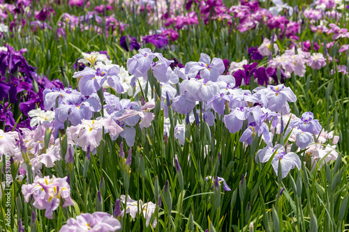 Irises in Horikiri iris garden / Horikiri iris garden is a garden free of admission fee located in Katsushika Ward, Tokyo, Japan