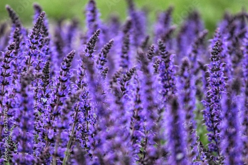 Lavender Fields Glowing in Sunlight