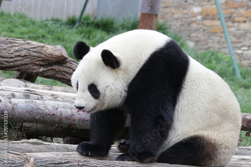 Funny Pose of Giant Panda , Dujiangyan, China