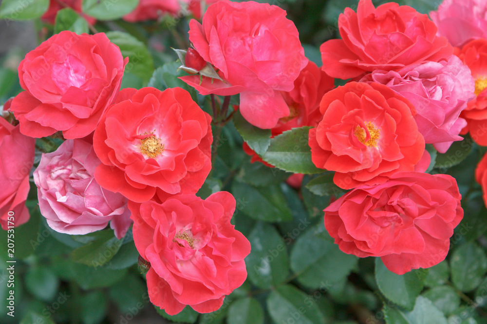 Red roses with blurred green leaves in the background