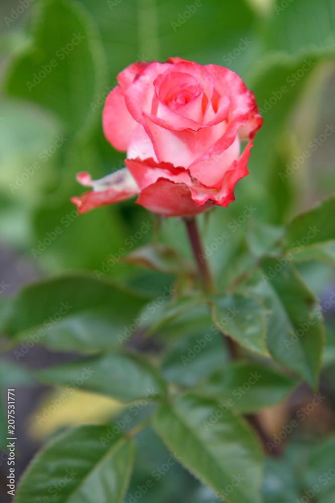 Red rose bud on a long stem with leaves on blurred background