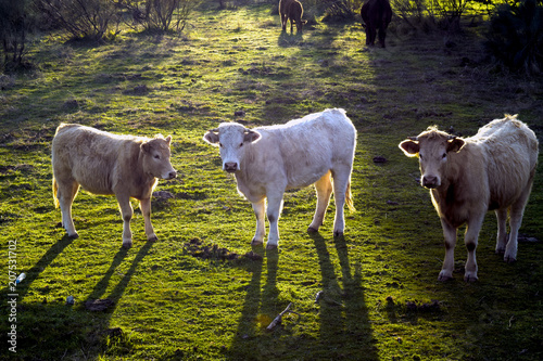 Three cows looking towards camera with their backs to the sun. Photograph taken in a field of Robledo de Chavela province of Madrid (Spain)