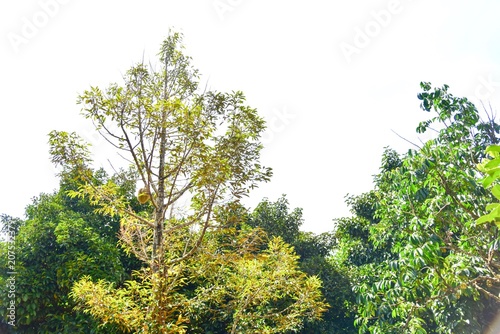 Durian Tree at a Farm