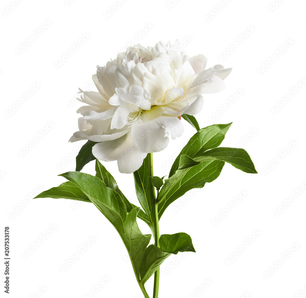 Beautiful blooming peony flower on white background Beautiful blooming peony flower on white background