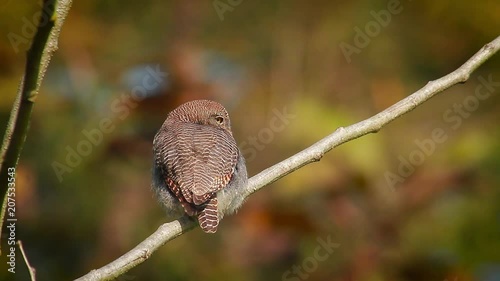 Jungle owlet in Bardia national park, Nepal - specie Glaucidium radiatum family of Strigidae photo