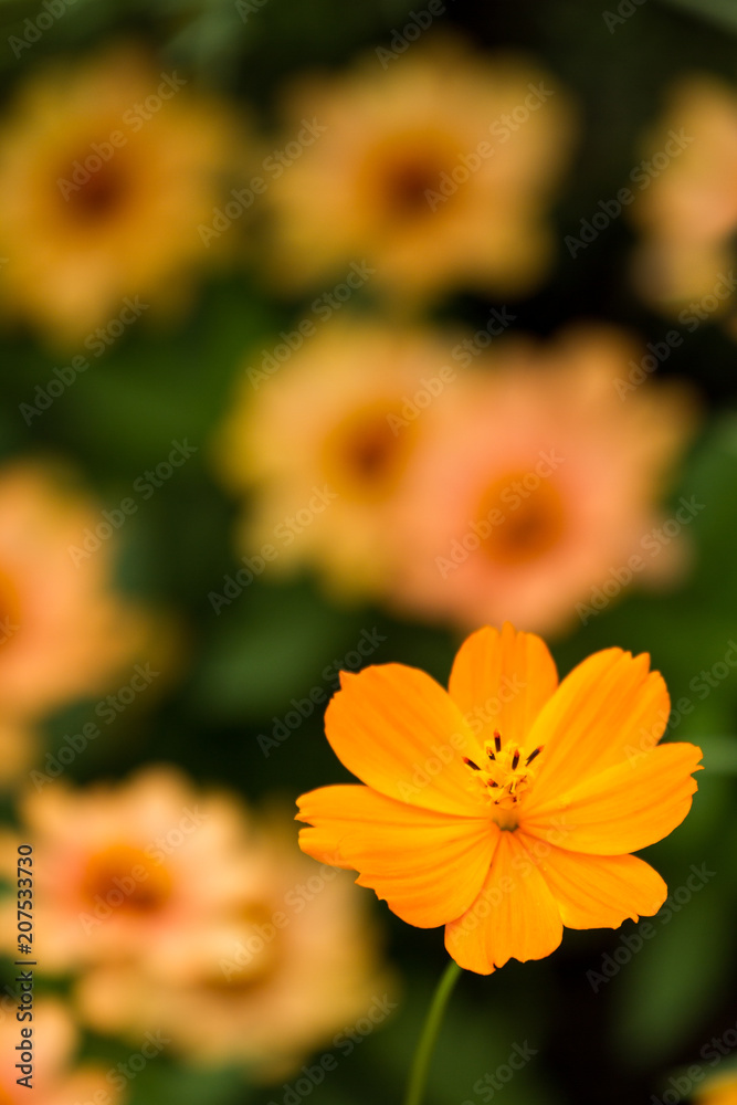 初夏に咲くオレンジの花 初夏に咲くオレンジの花
