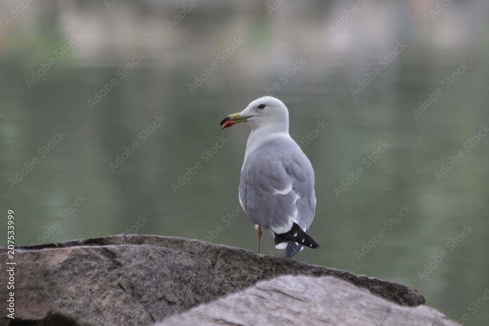 Grey Seagull Grey Seagull