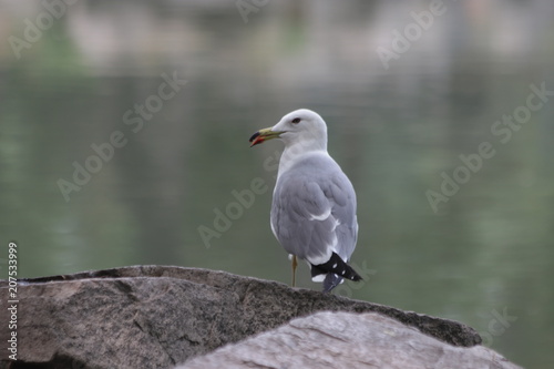 Grey Seagull