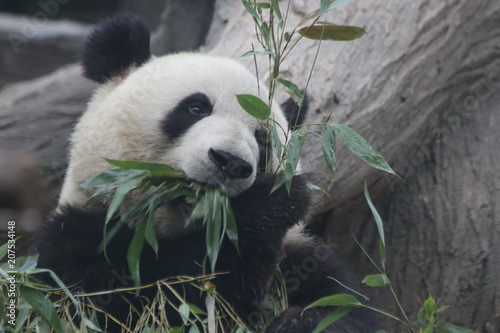 Fototapeta Naklejka Na Ścianę i Meble -  Fluffy Panda is Eating Bamboo Leaves, China