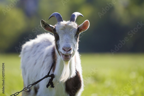 White and brown domestic goat with long steep horns, yellow eyes and white beard tied with chain looking straight in camera Farming of useful animals, healthy meat, cheese and milk production concept. photo