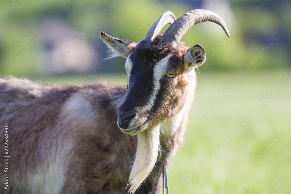 Close-up portrait of brown domestic shaggy grown-up goat with long steep  horns, yellow eyes and white beard on blurred bokeh bright green spring  field background. Farming of useful animals concept. Stock Photo |