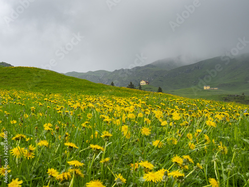 Fototapeta Naklejka Na Ścianę i Meble -  Dandelions in the alps