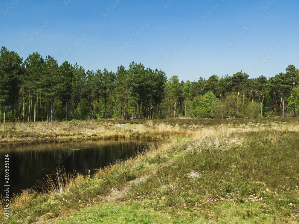 View on a southern Dutch forest with a lake View on a southern Dutch forest with a lake