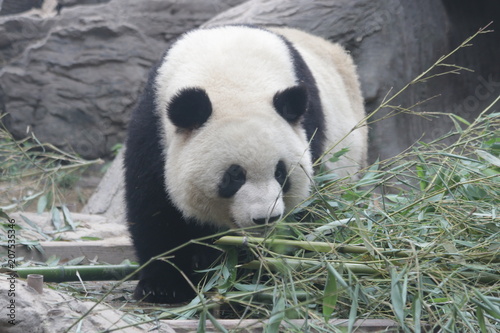 Fototapeta Naklejka Na Ścianę i Meble -  Famous Fluffy Male Panda name, Meng Lan, Beijing , China