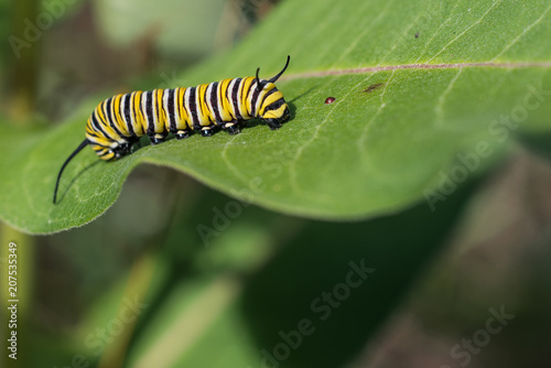 Monarch Caterpillar on Milkweed Leaf © clubhousearts