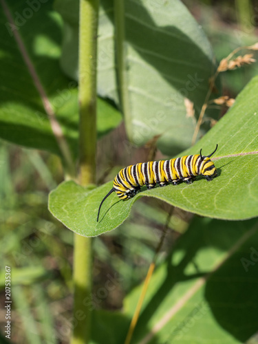 Milkweed Caterpillar Instar