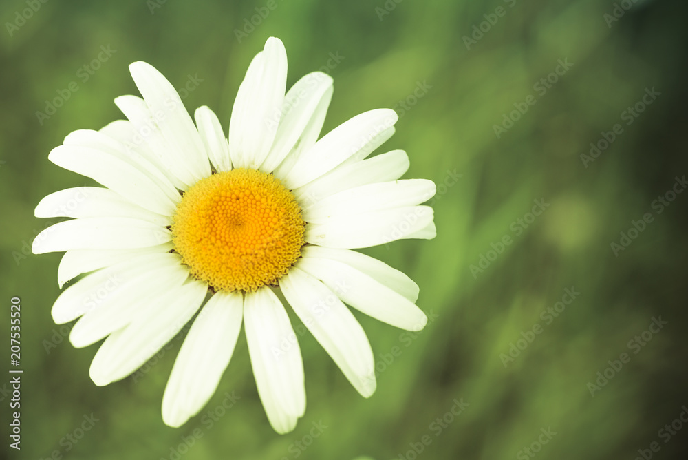 Daisy with Blurred Background Daisy with Blurred Background