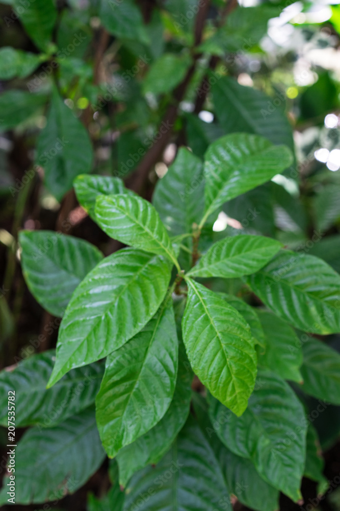 vibrant green leaves of breaking root, wild coffee, psychotria nervosa rubiaceae vibrant green leaves of breaking root, wild coffee, psychotria nervosa rubiaceae