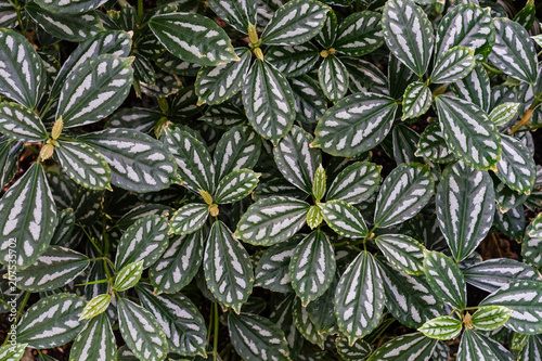 tropical leaf texture background, dark green and white full frame © DSGNSR